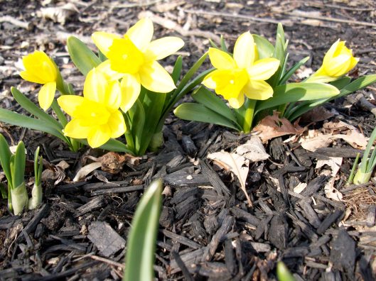Tete-a-tete Daffodils